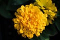 Flower, Aztec marigold, also known as Mexican Marigold