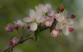 Flower, baby fruits Royalty Free Stock Photo