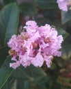 Flower baby pink, Early Bird Lavender Crape Myrtle Royalty Free Stock Photo