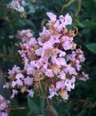 Flower baby pink, Early Bird Lavender Crape Myrtle Royalty Free Stock Photo