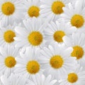 Flower background