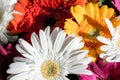 Flower background with amazing orange, yellow, pink and white gerberas. Bouquet of colorful gerbera flowers Royalty Free Stock Photo