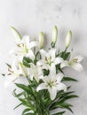 flower background with beautiful lilies Royalty Free Stock Photo