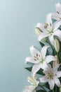 flower background with beautiful lilies Royalty Free Stock Photo