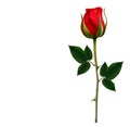 Flower background with a beautiful red rose. Royalty Free Stock Photo