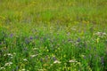 Flower background. Blooming meadow in summer. Motley grass.