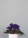 Purple violet with flowers in a flower pot on a gray background. House plant
