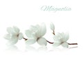 Flower background with blossom branch of white magnolia.