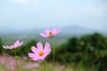 Flower on background of blue sky