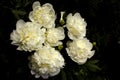 Flower background.A bouquet of light yellow peonies