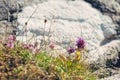 Flower background, Close up of spring flowers Royalty Free Stock Photo