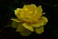 Yellow rose macro black background