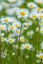 Flower background of daisies Royalty Free Stock Photo