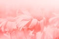 Flower background. Daisy pink background. Windy weather Royalty Free Stock Photo