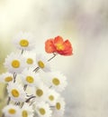 Flower Background