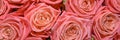 Flower background of flowers. Texture. Buds. Design. Panorama. Close up.