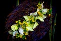 Flower background with laceleaf anthurium and plants