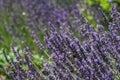 Flower background. lavender flowers in the sunrise. flower fields