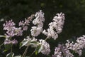 Flower background - lilac flowers in spring garden