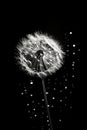 Drops flower dandelion black blowball beauty white macro monochrome art Royalty Free Stock Photo