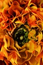 Flower background, macro of orange, yellow, green petals Royalty Free Stock Photo