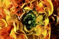 Flower background, macro of orange, yellow, green petals Royalty Free Stock Photo