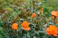 Flower background of orange flowers marigolds in the garden in summer