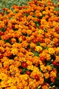 Flower background orange marigolds vividly bright blossoming flush floral plant on flowerbed