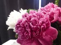 Flower background with peonies, bouquet of peonies