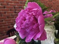 Flower background with peonies, bouquet of peonies