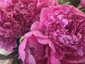 Flower background with peonies, bouquet of peonies