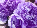 Flower background with peonies, bouquet of peonies