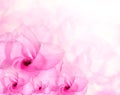 Flower background. Pink azalea flowers Royalty Free Stock Photo