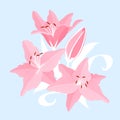 Flower background pink beautiful lilies lilly vector illustration