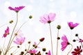 Flower background with pink wild flowers against the background of the sky