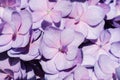 Flower background of purple hydrangea macrophylla close-up. Royalty Free Stock Photo