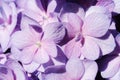 Flower background of purple hydrangea macrophylla close-up. Royalty Free Stock Photo