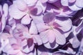 Flower background of purple hydrangea macrophylla close-up. Royalty Free Stock Photo