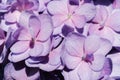Flower background of purple hydrangea macrophylla close-up. Royalty Free Stock Photo