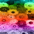 Flower background in rainbow colored stripes Royalty Free Stock Photo