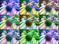 Flower background in colors Royalty Free Stock Photo