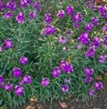 Flower background - violet plants in spring garden