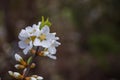 Flowers background - apricot blossom. Spring time flowers. Blurred macro Royalty Free Stock Photo