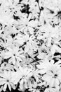 Flower background of white Magnolia stellata Royal Star
