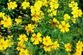 Flower background yellow marigolds vividly bright blossoming flush floral plant on flowerbed