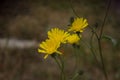 Flower Backgrounds yellow Royalty Free Stock Photo