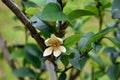 Flower of banana shrub, port wine magnolia or Michelia figo