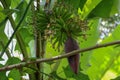 Flower of banana tree with bunch of young bananas. Ornata Musa Roxb. Banana palm with fruits. Focus and banana bud on tree. Royalty Free Stock Photo