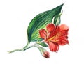 Flower banch of red Alstroemeria, big blooming blossom, small bud, huge green leaf. Hand drawn watercolor illustration. Isolateed Royalty Free Stock Photo