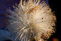 Flower of the baobab. Close-up. Madagascar. Royalty Free Stock Photo